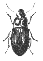 Beetle