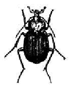 Beetle