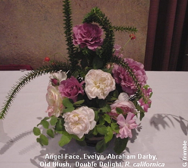 Angel Face, Evelyn, Abraham Darby, Old Blush, Double Delight, <i>R. californica</i>