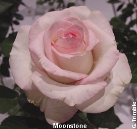 Moonstone