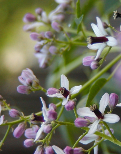 Neem Tree Flowers